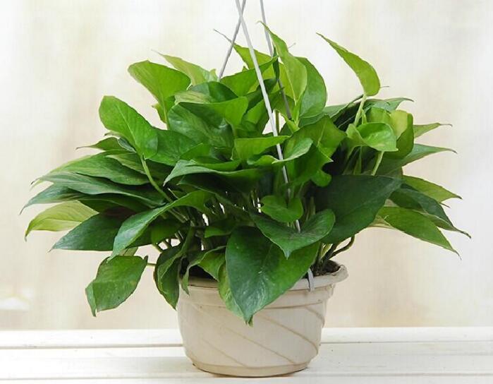 綠蘿的功效與作用 可用于凈化空氣和裝飾