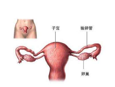 蛋蛋的通道 輸卵管堵塞怎么辦