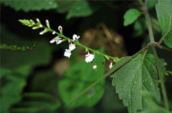 舒筋活絡(luò) 透骨草的功效與作用及副作用介紹