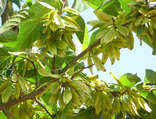 杜仲的作用與功效 具有補肝腎和強筋骨的效果