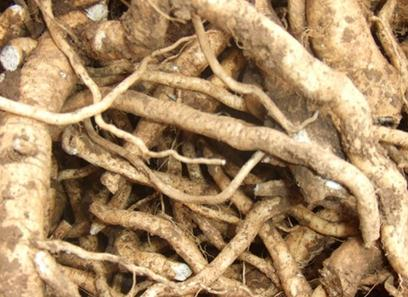 板藍根的功效與作用 可預防感冒