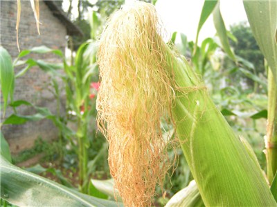 驚！你不知道的玉米須的功效與作用