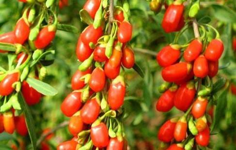 枸杞泡酒的功效有著意想不到的作用