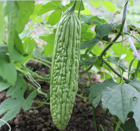 清熱益氣 苦瓜的功效與作用及吃法介紹