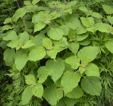 清熱解毒 冬凌草的功效及副作用介紹