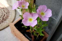 月見草油的功效 月見草泡水喝有什么禁忌