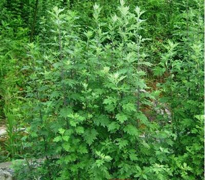 陳艾的功效與作用 有培補元氣和溫通經(jīng)脈的作用