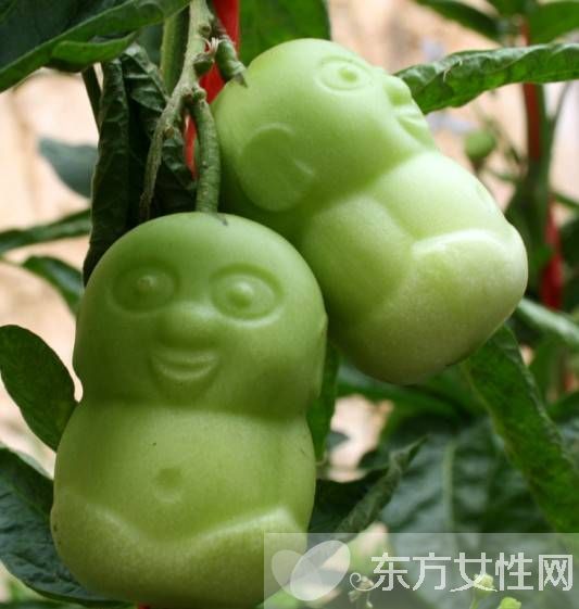 人參果的功效與作用 人參果怎么吃效果最好