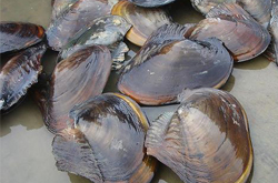 富含蛋白質(zhì) 河蚌的營養(yǎng)價值和功效介紹