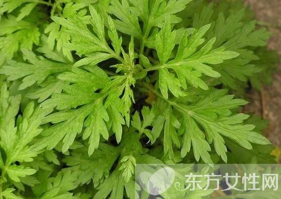 艾葉如何治療濕疹 孕婦濕疹可以用艾葉嗎