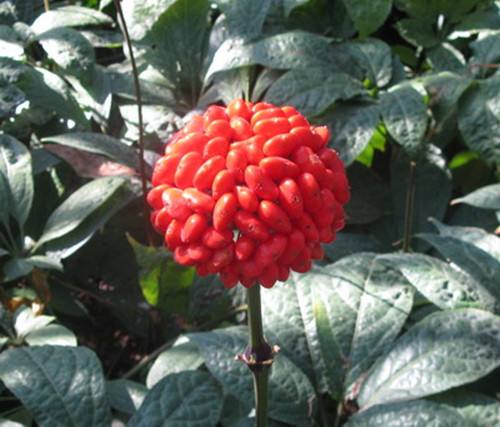 田七花的功效有哪些，有什么禁忌