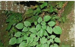 教你懂得仙靈脾的功效與作用