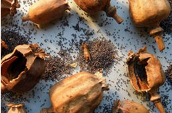 罌粟殼的作用 藥用價值也比較的高