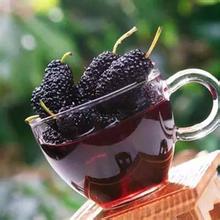 為你揭秘桑葚酒的功效與作用