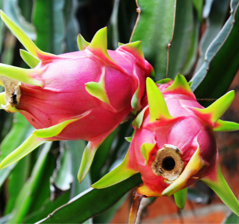 降低膽固醇 火龍果的功效與作用介紹