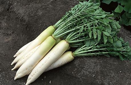 發(fā)高燒怎么治療好 這24個退燒偏方獻給你