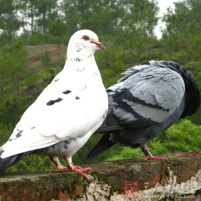鴿子肉的營養(yǎng)價值 高級滋補佳品