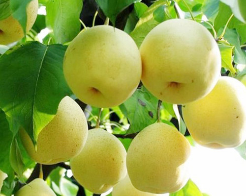 吃什么水果能長高？不妨試一試這三種水果