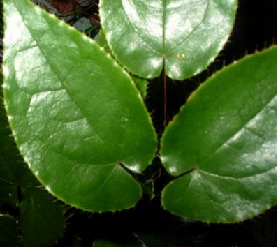 教你懂得仙靈脾的功效與作用