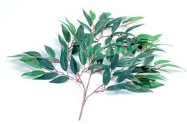 大葉桉葉  功能主治作用