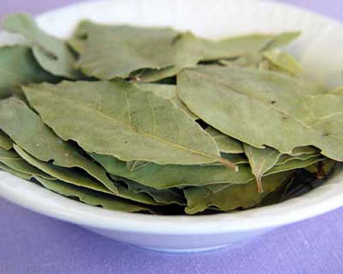 桐葉有哪些應(yīng)用價值