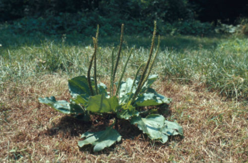 車前草的功效與作用分別有什么