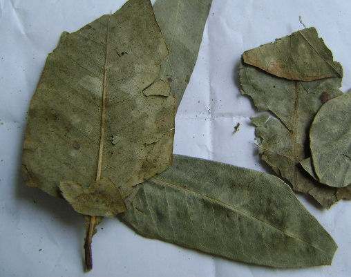 大葉桉葉  功能主治作用