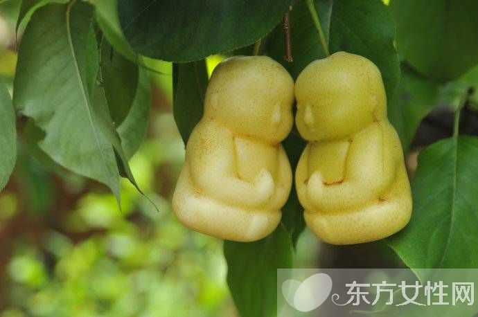 人參果的功效與作用 人參果怎么吃效果最好