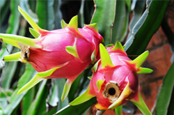 降低膽固醇 火龍果的功效與作用介紹