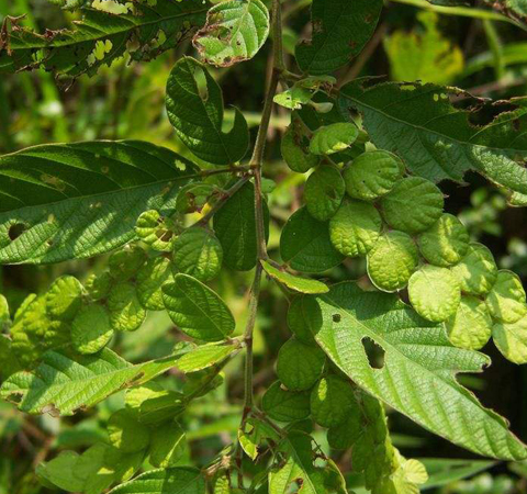 祛風(fēng)除濕 牙疳藥的功效作用和選方介紹