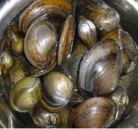 富含蛋白質(zhì) 河蚌的營(yíng)養(yǎng)價(jià)值和功效介紹