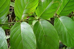 像鉤子樣的神奇中藥，鉤藤的功效與作用