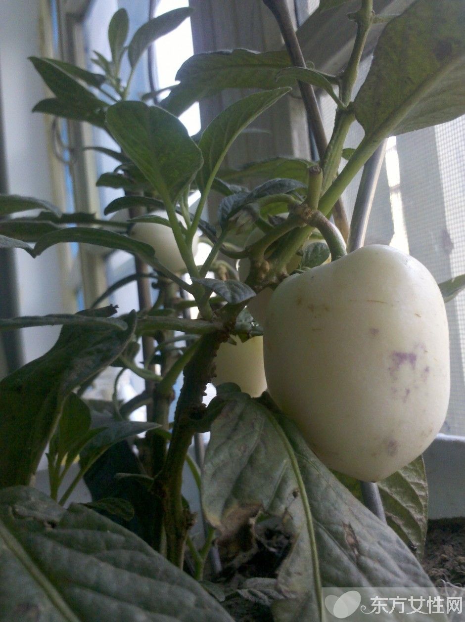 人參果的功效與作用 人參果怎么吃效果最好