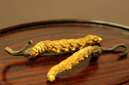 蟲草花的功效與作用及簡單易懂的吃法