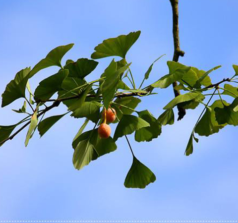 活血散瘀 杏枝的功效作用和選方介紹