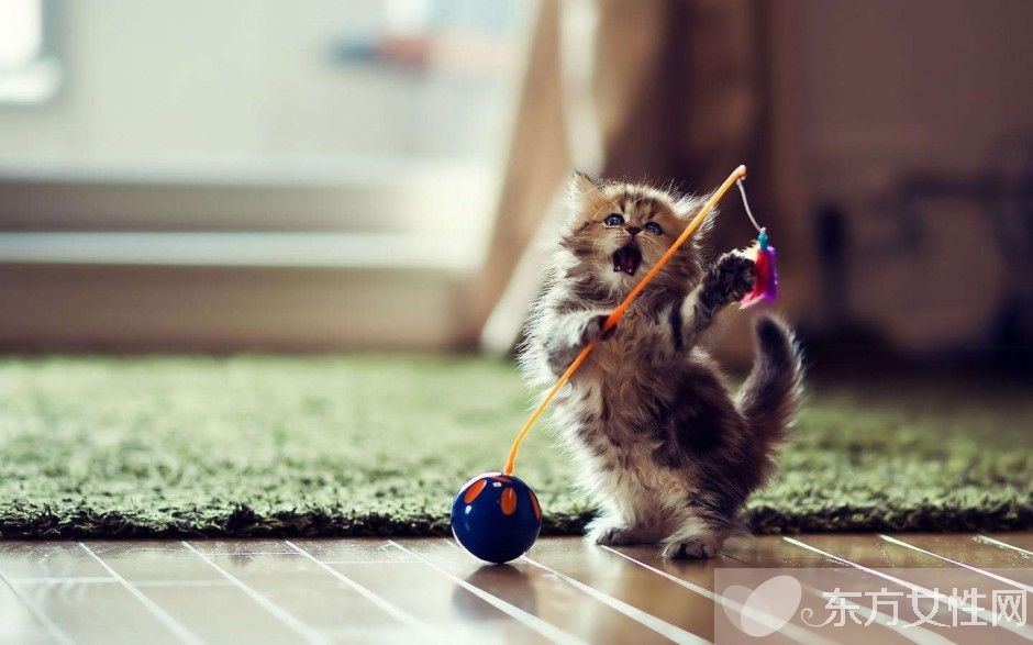 跳蚤怕什么味道 如何預(yù)防家里生跳蚤