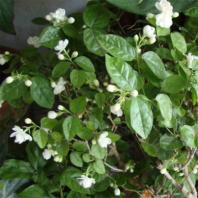 茉莉花茶的泡法 教你怎么正確沖泡茉莉花