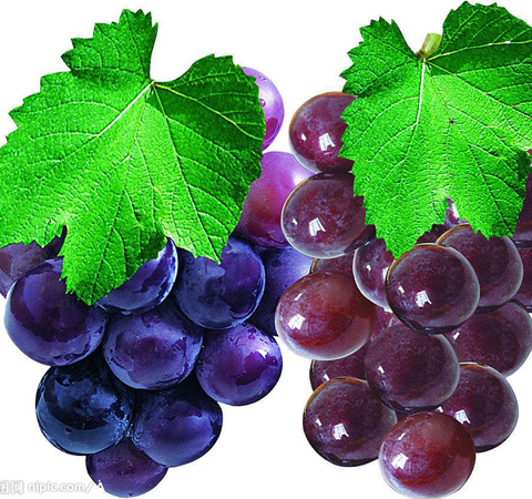 保護(hù)血管 葡萄籽的功效與作用和食用方法介紹