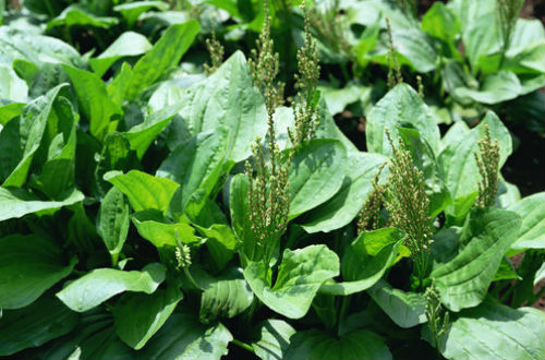 車前草的功效與作用分別有什么