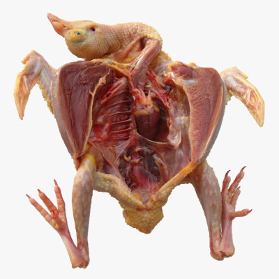 鴿子肉的營養(yǎng)價值 高級滋補佳品