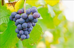 缺鐵性貧血吃什么水果  四種水果