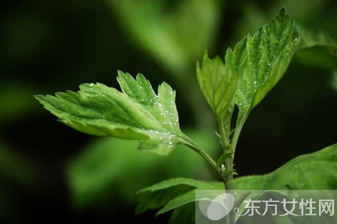 艾葉如何治療濕疹 孕婦濕疹可以用艾葉嗎