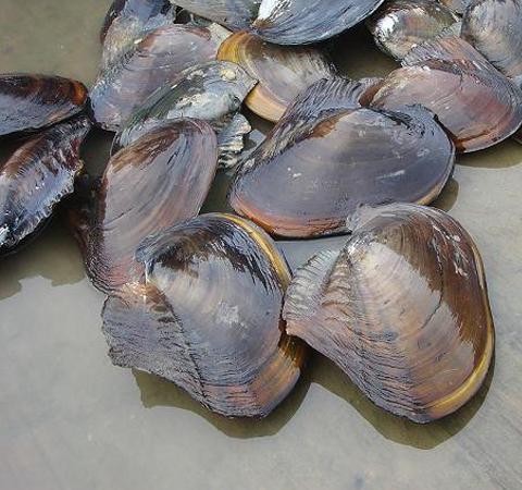 富含蛋白質(zhì) 河蚌的營(yíng)養(yǎng)價(jià)值和功效介紹