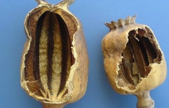 罌粟殼的作用 藥用價(jià)值也比較的高