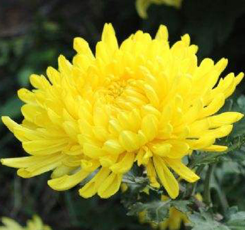 清肝明目 菊花的功效與作用及食用方法介紹