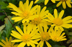 清肝明目 菊花的功效與作用及食用方法介紹