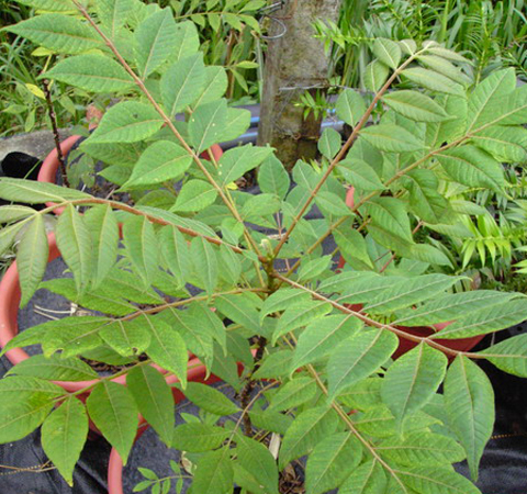 治療肺炎 黃柏的功效與作用和禁忌介紹