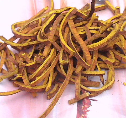 治療肺炎 黃柏的功效與作用和禁忌介紹