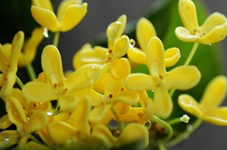 健脾補(bǔ)虛 桂花的功效與作用及食用方法介紹