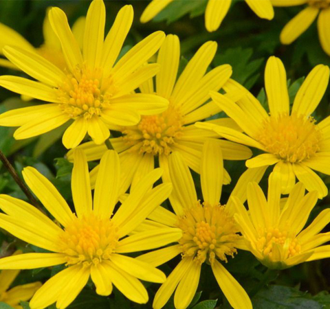 清肝明目 菊花的功效與作用及食用方法介紹